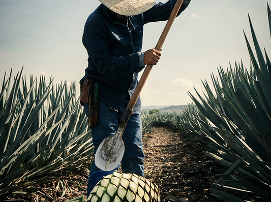 Cosecha del agave azul